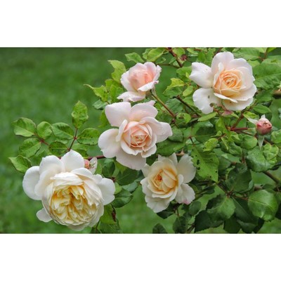Саженец Роза английская парковая "Крокус Роуз", туба, 1 шт, Весна 2024