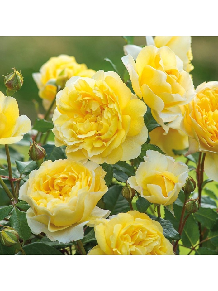 Саженец Роза английская парковая "Поэтс Вайф", туба, 1 шт, Весна 2025 - Фото 1