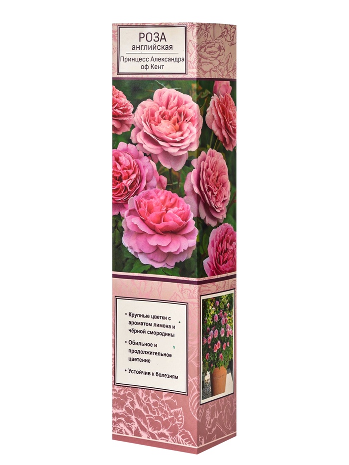 Саженец Роза английская парковая Принцесс Александра оф Кент, туба, 1 шт. Весна 2026