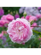 Саженец Роза английская парковая Сайлас Марнер, туба, 1 шт. Весна 2026  (артикул 10370613)  большой выбор товаров оптом и в розницу по низким ценам с доставкой