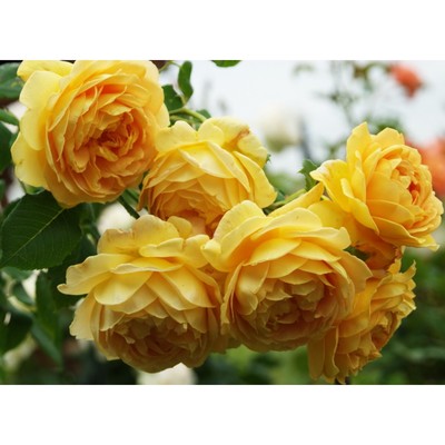 Саженец Роза английская парковая "Чарльз Дарвин", туба, 1 шт, Весна 2025