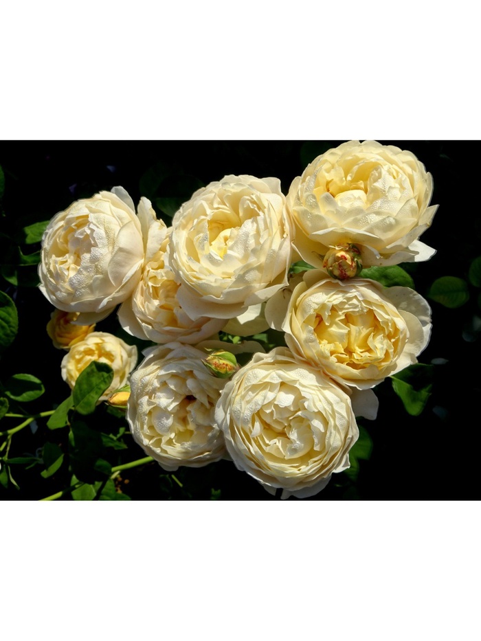 Саженец Роза английская парковая "Шарлотта", туба, 1 шт, Весна 2025 - Фото 1