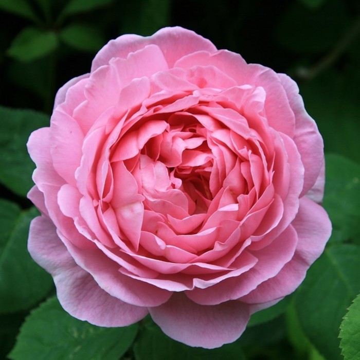 Саженец Роза английская чайно-гибридная  "Констанс", туба, 1 шт, Весна 2024 - Фото 1