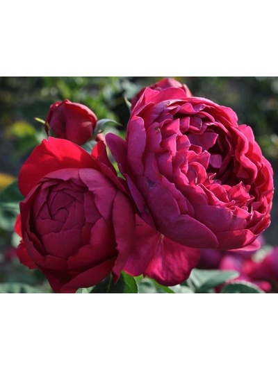 Саженец Роза английская чайно-гибридная "Тесс", туба, 1 шт, Весна 2025