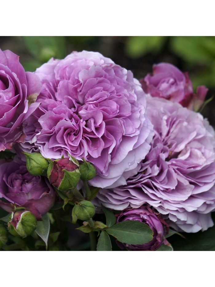 Галерея - Lavender Ice (TAN04249) - Энциклопедия роз