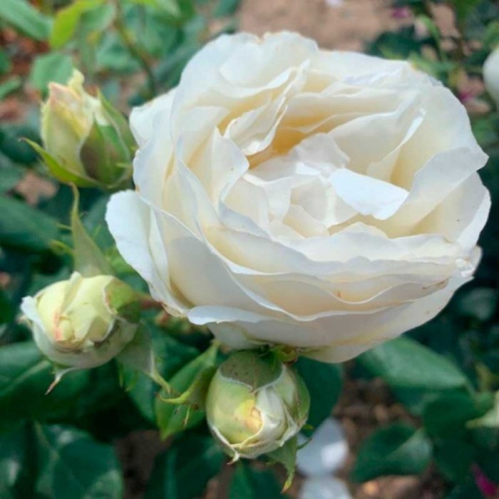 Саженец Роза флорибунда "Ваза Перл", туба, 1 шт, Весна 2024 - Фото 1