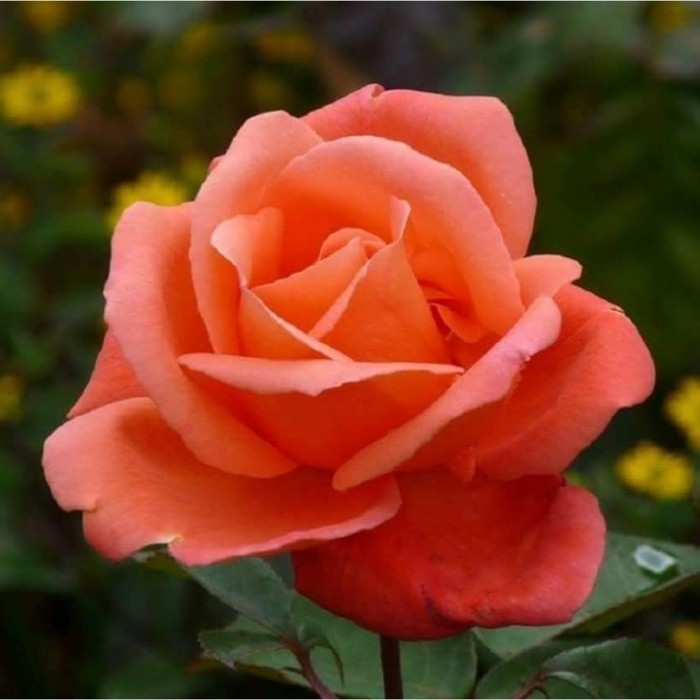 Саженец Роза чайно-гибридная "Ваза Ориндж", туба, 1 шт, Весна 2024 - Фото 1