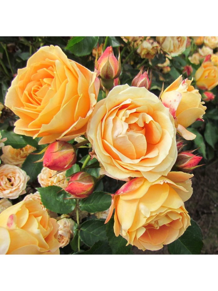 Дольче роза фото Дольче роза фото