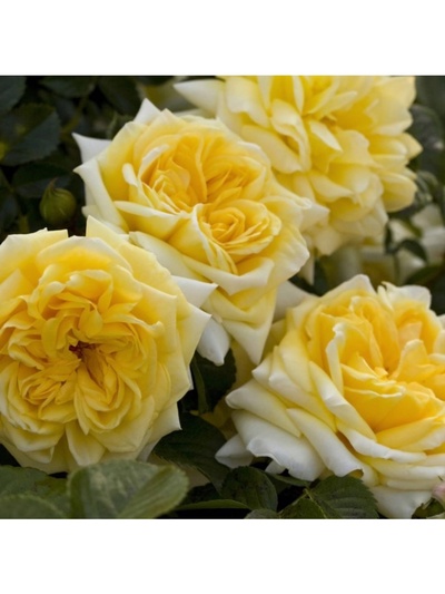 Саженец Роза чайно-гибридная "Надя Зеруали", туба, 1 шт, Весна 2025