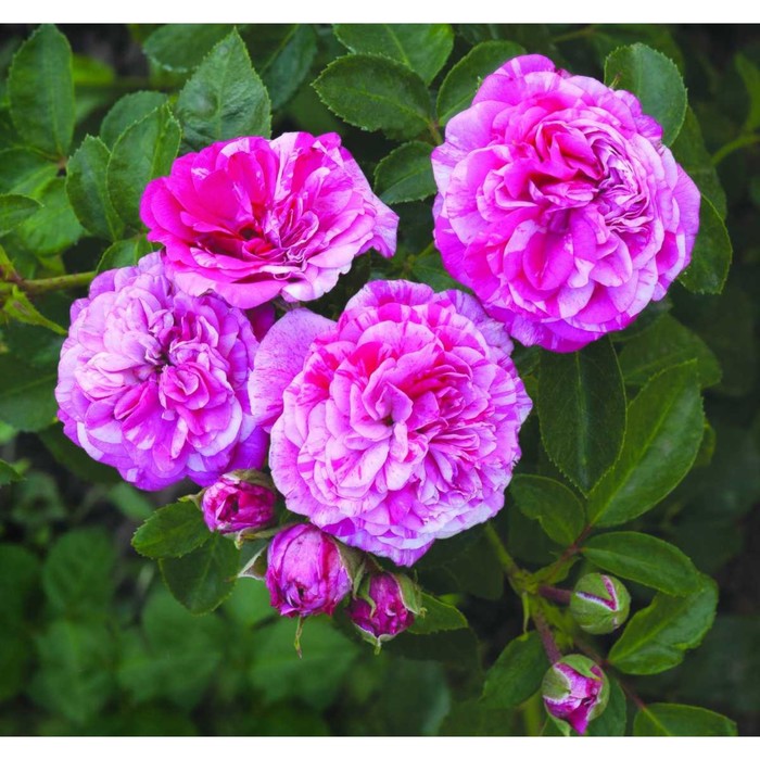 Саженец Роза миниатюрная "Пикси Гауди", туба, 1 шт, Весна 2024 - Фото 1