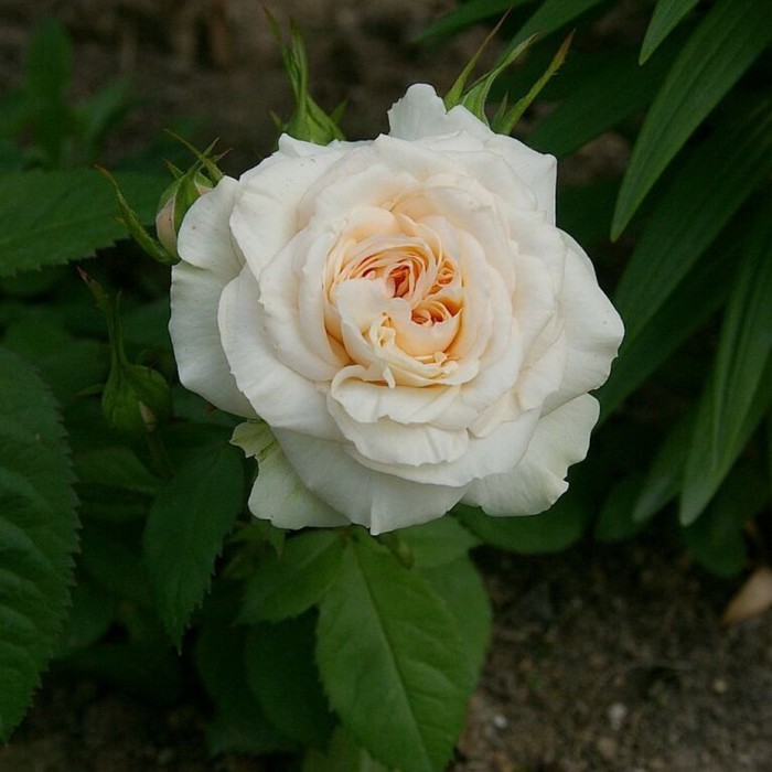 Саженец Роза миниатюрная 