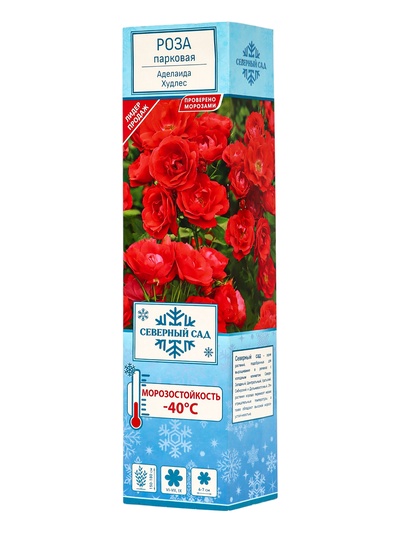 Саженец Роза канадская парковая Аделаида Худлес, туба, 1 шт., Весна 2026