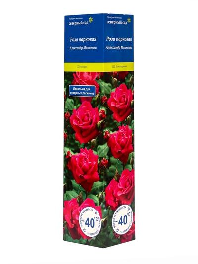 Саженец Роза канадская парковая Александр Маккензи, туба, 1 шт. Весна 2026