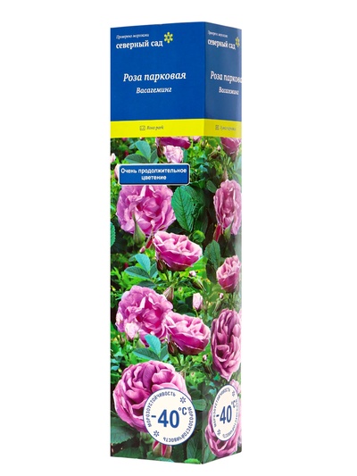 Саженец Роза канадская парковая "Васагеминг", туба, 1 шт, Весна 2025