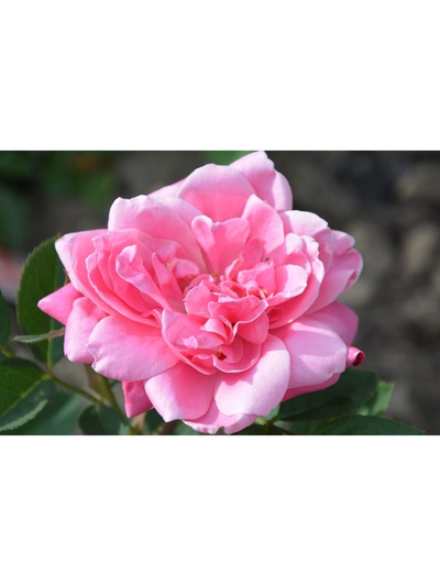 Саженец Роза канадская парковая "Де Монтервиль", туба, 1 шт, Весна 2025