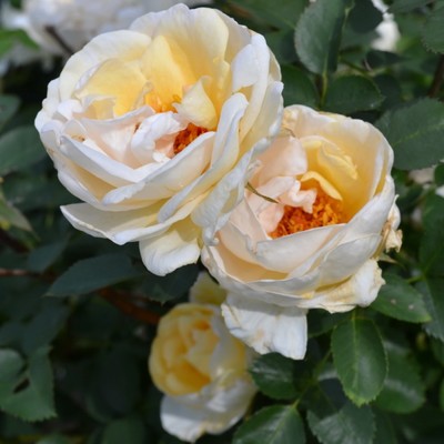 Саженец Роза канадская парковая "Ж.П.Коннел", туба, 1 шт, Весна 2025