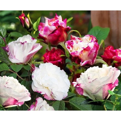 Саженец Роза канадская парковая "Луиза Багнет", туба, 1 шт, Весна 2025