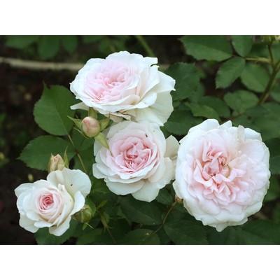 Саженец Роза канадская парковая "Модэн Блаш", туба, 1 шт, Весна 2025