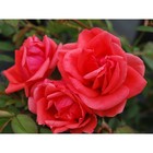 Саженец Роза канадская парковая "Модэн Файрглоу", туба, 1 шт, Весна 2025  (артикул 10370675)  большой выбор товаров оптом и в розницу по низким ценам с доставкой