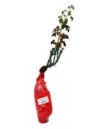 Саженец Роза канадская парковая Прайри Джой, туба, 1 шт. Весна 2026  (артикул 10370676)  большой выбор товаров оптом и в розницу по низким ценам с доставкой