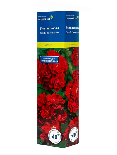 Саженец Роза канадская парковая "Хоуп фо Хьюманити", туба, 1 шт, Весна 2025