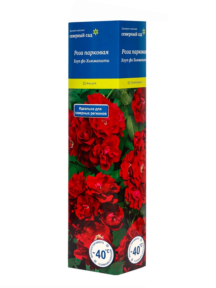 Саженец Роза канадская парковая "Хоуп фо Хьюманити", туба, 1 шт, Весна 2025 - Фото 1