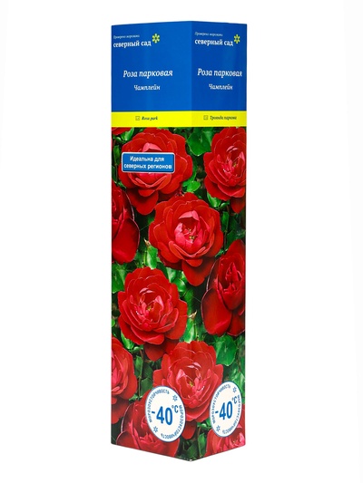 Саженец Роза канадская парковая Чамплейн, туба, 1 шт. Весна 2026