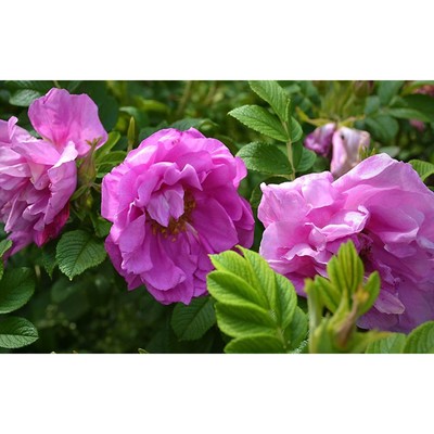 Саженец Роза канадская парковая "Чарльз Альбанель", туба, 1 шт, Весна 2025