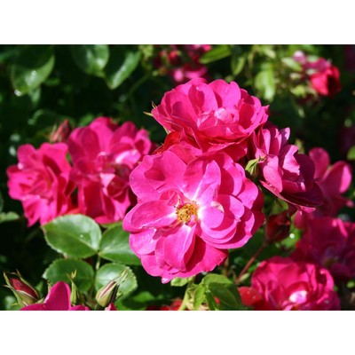 Саженец Роза канадская плетистая "Джон Кэбот", туба, 1 шт, Весна 2025