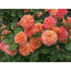 Саженец Роза Кордес парковая "Ла Вилла Котта", туба, 1 шт, Весна 2024  (артикул 10370687)  большой выбор товаров оптом и в розницу по низким ценам с доставкой