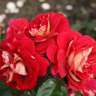 Саженец Роза Кордес флорибунда "Ди Зеенсверте", туба, 1 шт, Весна 2025  (артикул 10370692)  большой выбор товаров оптом и в розницу по низким ценам с доставкой