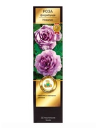 Саженец Роза Кордес флорибунда Новалис, туба, 1 шт. Весна 2026  (артикул 10370693)  большой выбор товаров оптом и в розницу по низким ценам с доставкой