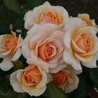 Саженец Роза Кордес флорибунда "Свит Хоней", туба, 1 шт, Весна 2024  (артикул 10370697)  большой выбор товаров оптом и в розницу по низким ценам с доставкой