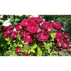 Саженец Роза Массад парковая Леа Мэж, туба, 1 шт. Весна 2026  (артикул 10370701)  большой выбор товаров оптом и в розницу по низким ценам с доставкой