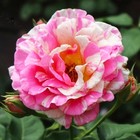 Саженец Роза Массад парковая Руделе Фелибрен, туба, 1 шт. Весна 2026  (артикул 10370703)  большой выбор товаров оптом и в розницу по низким ценам с доставкой