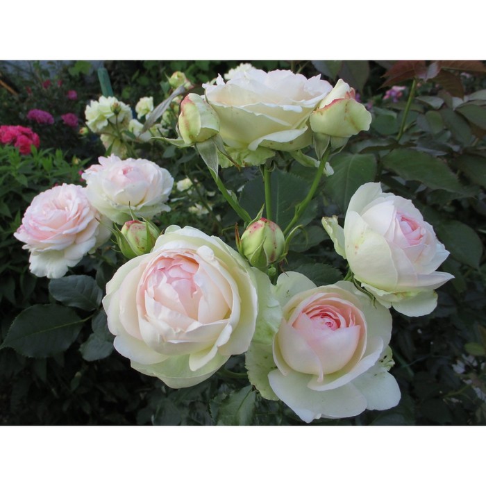 Пале рояль роза фото Пале рояль роза фото