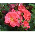 Саженец Роза Мейян флорибунда Корал Дрифт, туба, 1 шт. Весна 2026  (артикул 10370707)  большой выбор товаров оптом и в розницу по низким ценам с доставкой