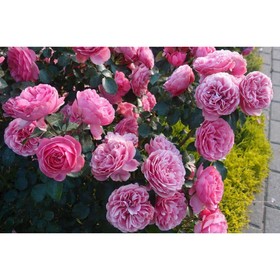 Саженец Роза Мейян флорибунда Леонардо да Винчи, туба, 1 шт. Весна 2026