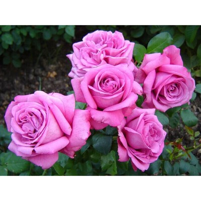 Саженец Роза Мейян чайно-гибридная "Клод Брассер", туба, 1 шт, Весна 2025