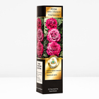 Саженец Роза Мейян чайно-гибридная "Клод Брассер", туба, 1 шт, Весна 2025 - Фото 2