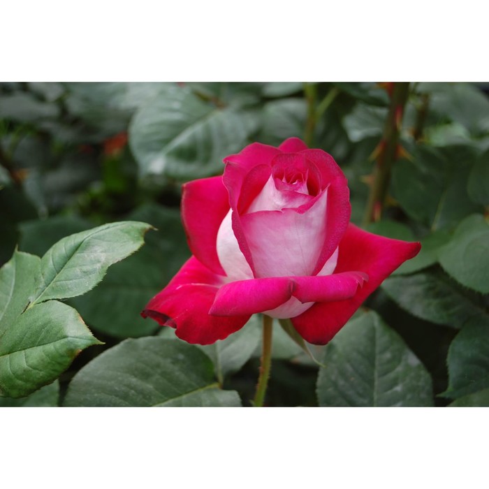 Саженец Роза Мейян чайно-гибридная "Моника Беллуччи", туба, 1 шт, Весна 2025 - Фото 1