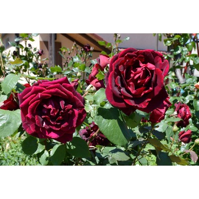 Саженец Роза Мейян чайно-гибридная "Папа Мейян", туба, 1 шт, Весна 2025