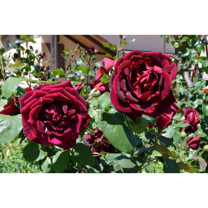 Саженец Роза Мейян чайно-гибридная "Папа Мейян", туба, 1 шт, Весна 2025 - Фото 1