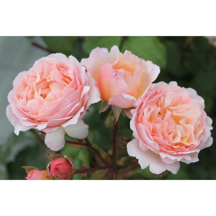 Саженец Роза Мейян чайно-гибридная "Принцесса Шарлин де Монако", туба, 1 шт, Весна 2025 - Фото 1