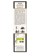 Саженец Роза Хакнесс флорибунда "Эси Доэс Ит", туба, 1 шт, Лето 2025 - фото 42297105