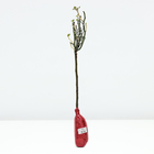 Саженец Роза штамбовая миниатюрная, H-45 "Тини Вини Вайт", туба, 1 шт, Весна 2024 - Фото 4