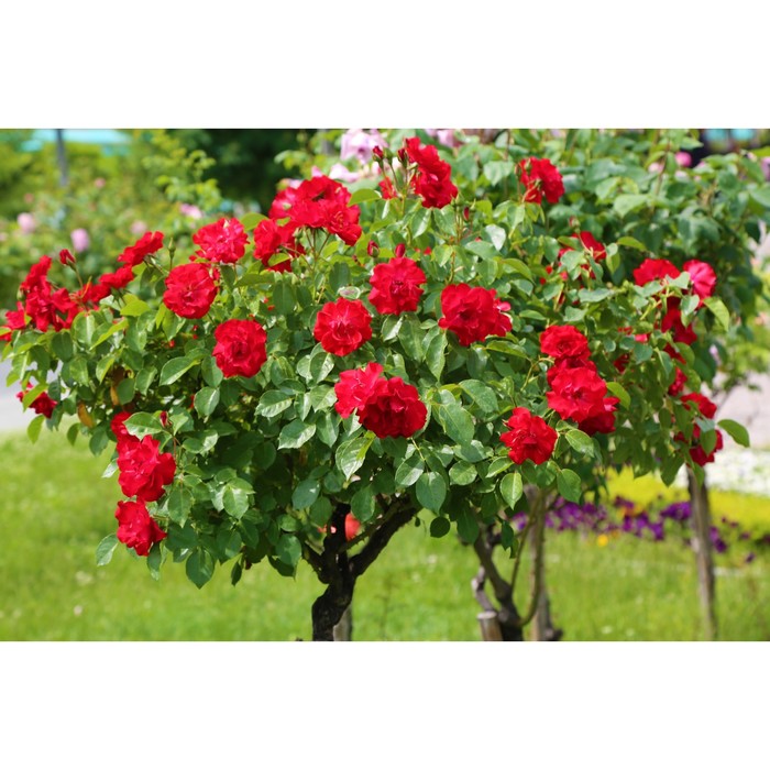 tree rose 1 Rose trees, Low maintenance flower garden, Landscaping around trees