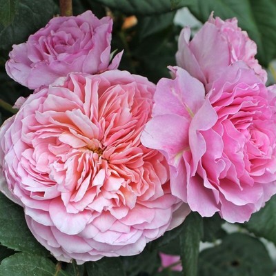 Саженец Роза Тантау чайно-гибридная "Айсфогель", туба, 1 шт, Весна 2025