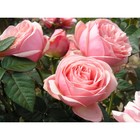 Саженец Роза Тантау Чайно-гибридная Афродита, туба, 1 шт. Весна 2026  (артикул 10370749)  большой выбор товаров оптом и в розницу по низким ценам с доставкой