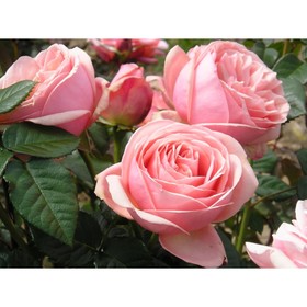 Саженец Роза Тантау чайно-гибридная 